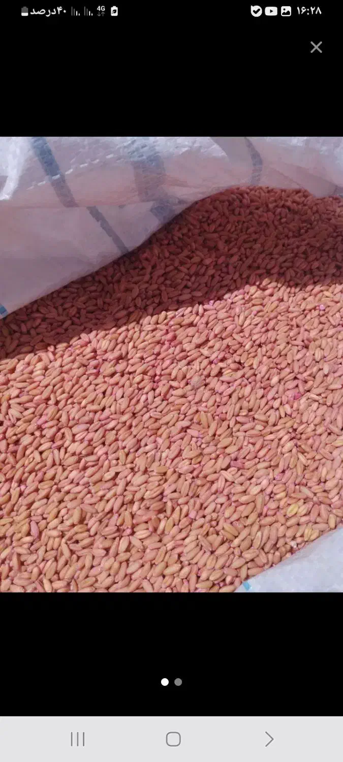 گندم بوجاری شده|حیوانات مزرعه|سربند, |دیوار