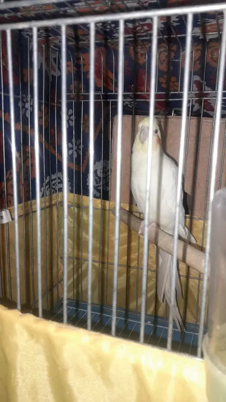 فروشی|پرنده|اشتهارد, |دیوار