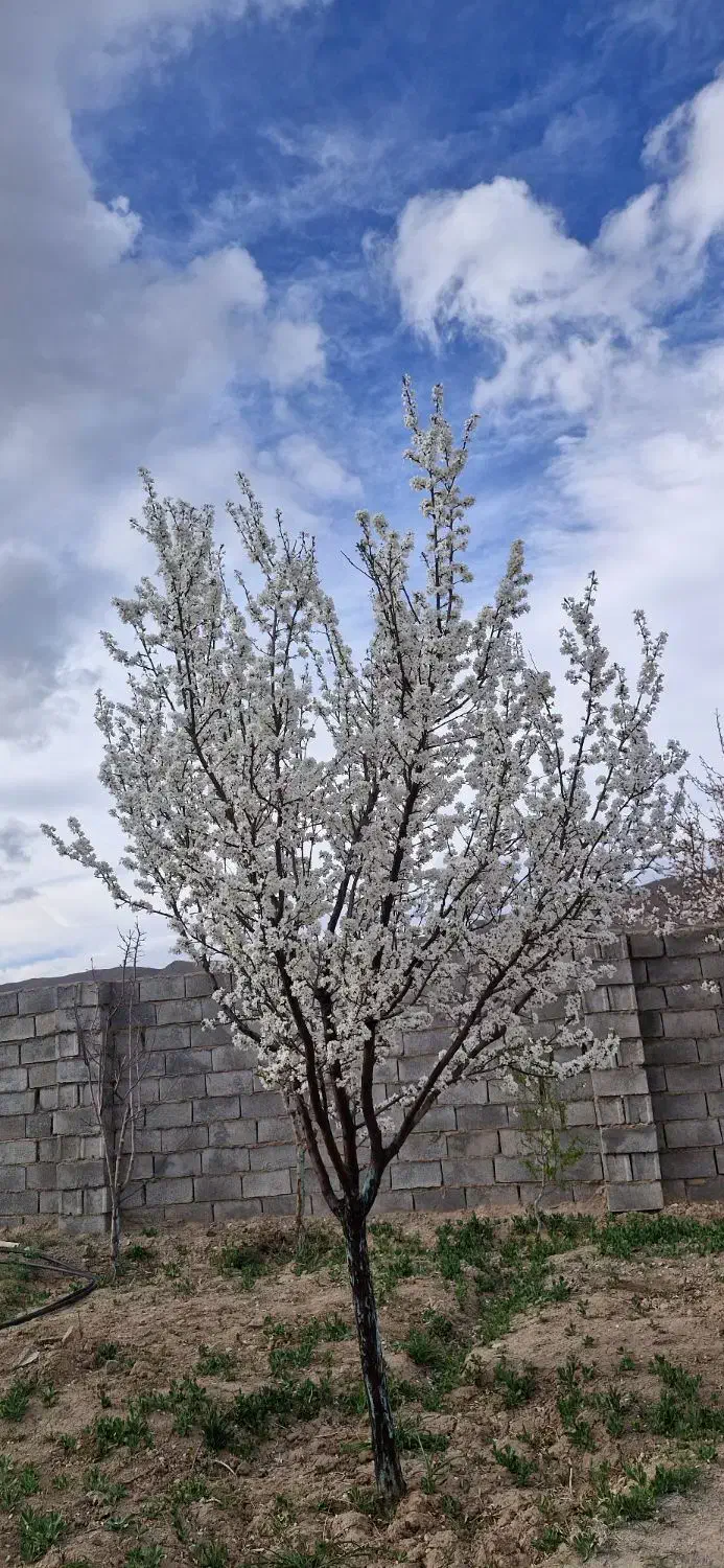 ویلای خوش اب وهموا بهترین مکان|فروش خانه و ویلا|کشکوئیه, |دیوار