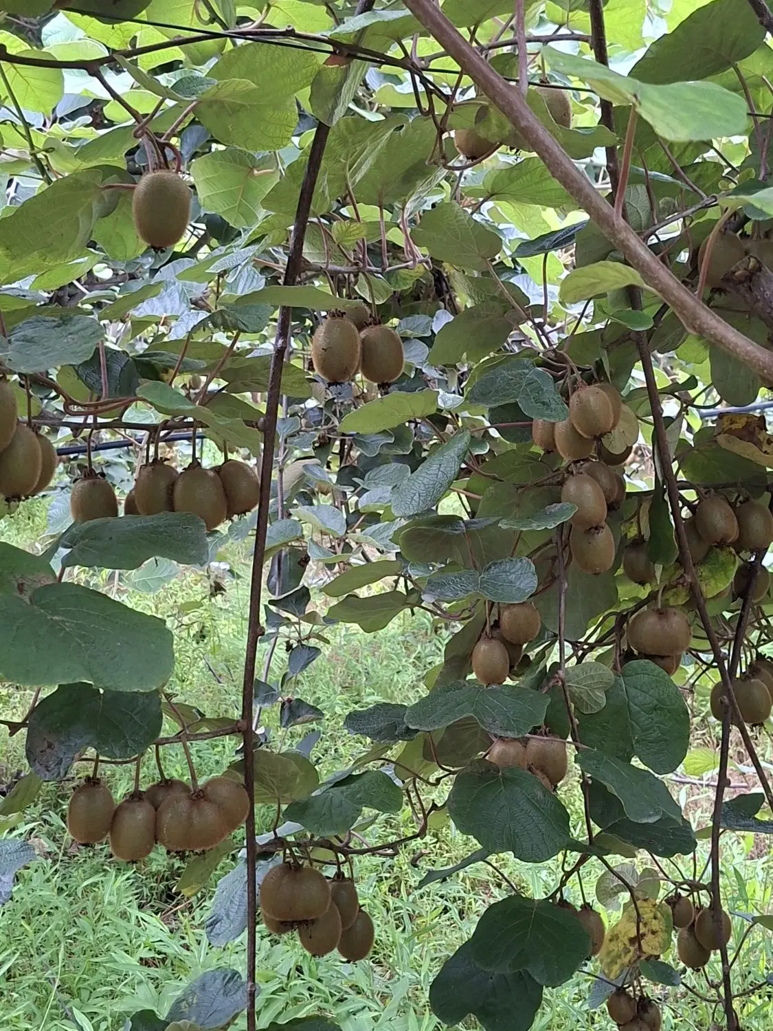 کیوی|خوردنی و آشامیدنی|تالش, جوکندان|دیوار