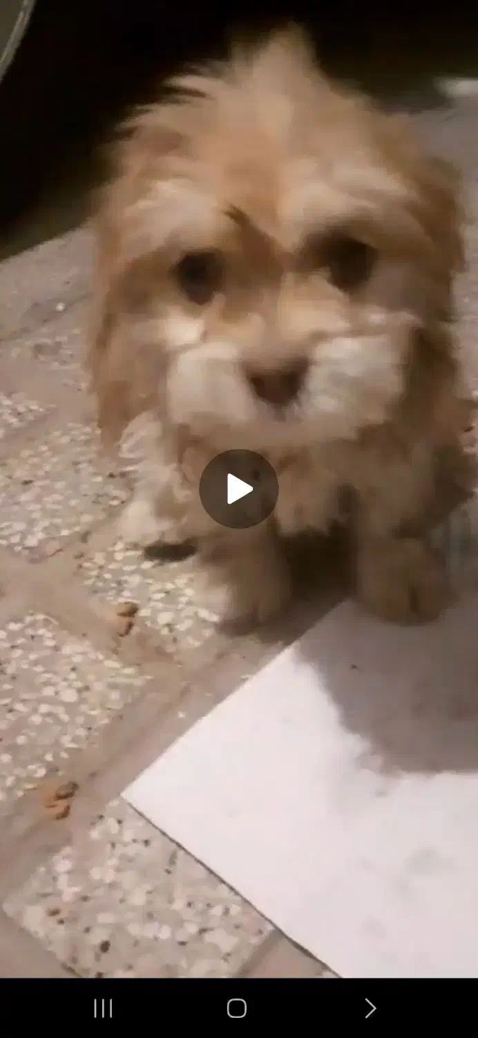 سگ نر 6ماه|سگ|تربت جام, پاسداران|دیوار