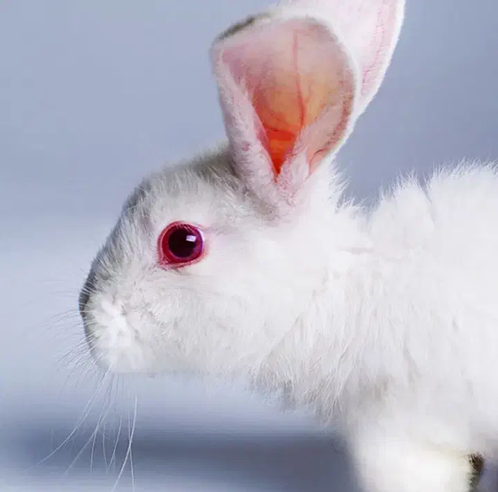 خرگوش چش شرابی|موش و خرگوش|شوشتر, |دیوار