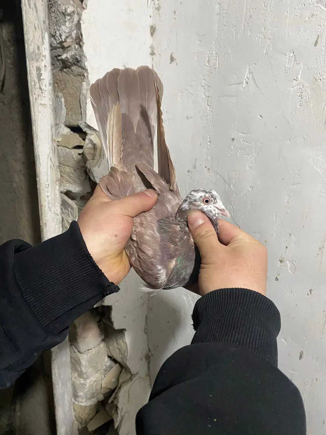 کفتر انگلیسی|پرنده|ماهدشت, |دیوار