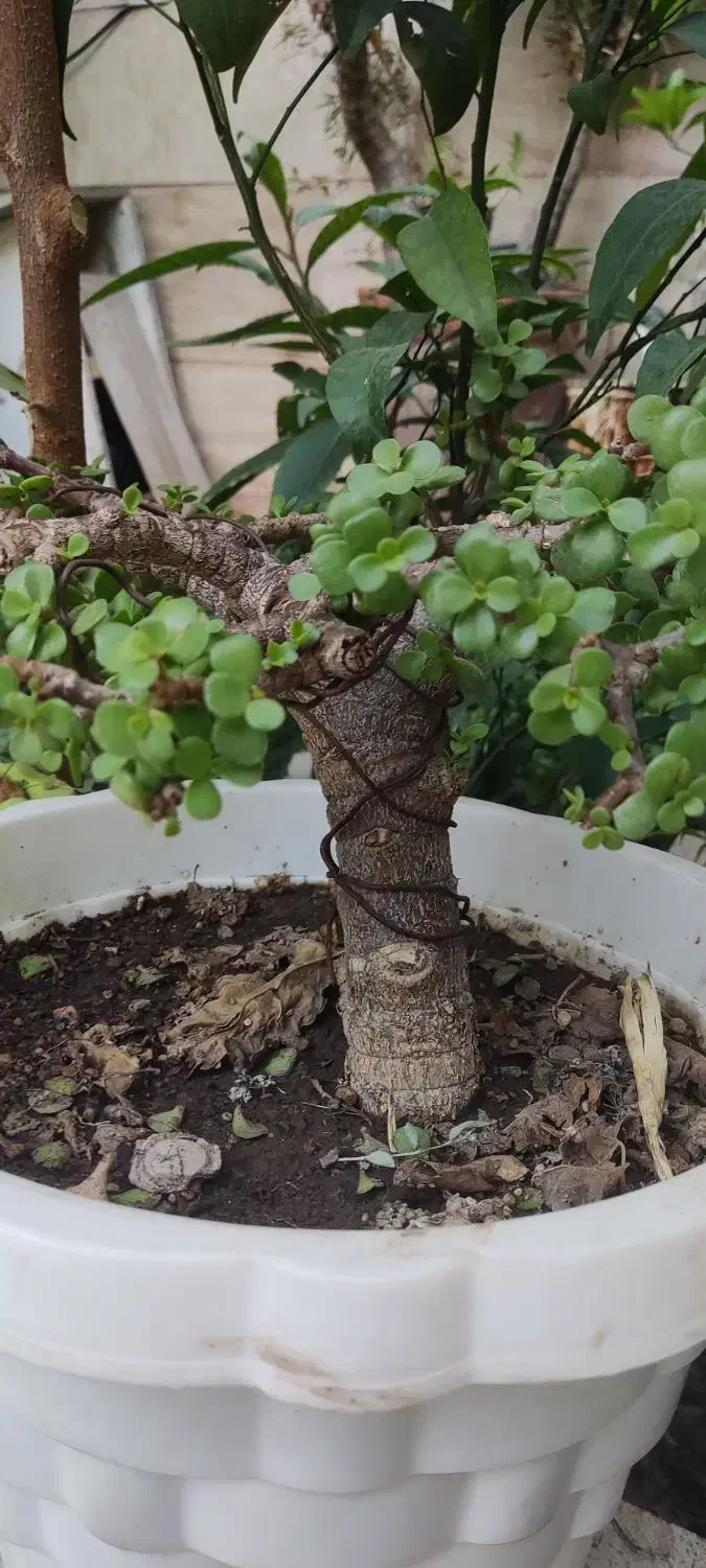 بنسای کراسولا خرفه ای|گل و گیاه طبیعی|شیراز, لاله|دیوار