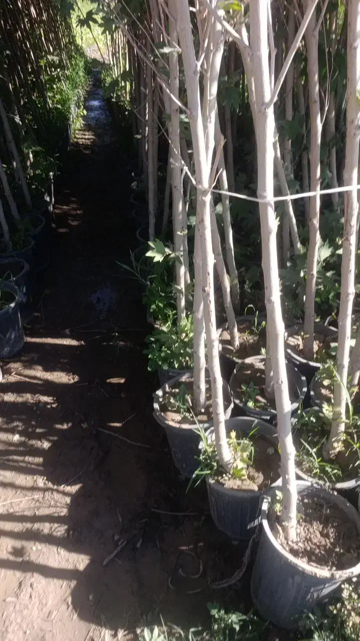 نهال برای پایان کار مجوزنهال بن بالا چنار طبق فیلم|خدمات باغبانی و درختکاری|سنندج, |دیوار