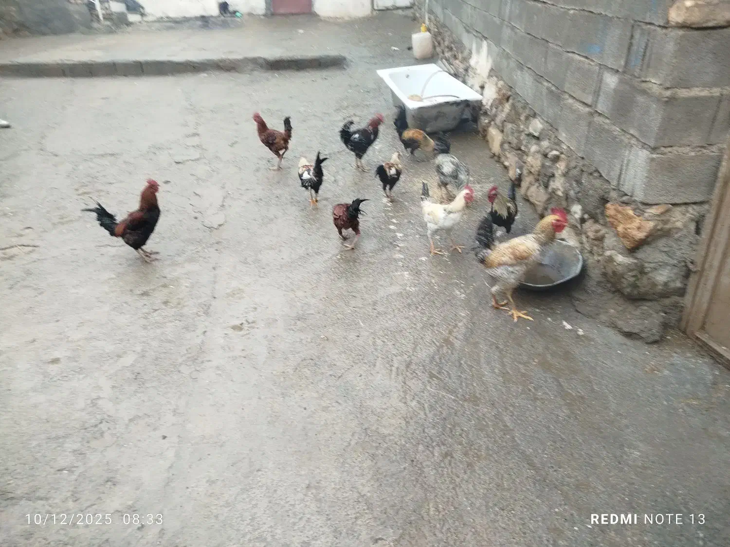 سلام هشت عدد خروس کردی درجه یک دانه ای 800|حیوانات مزرعه|ماهیدشت, |دیوار