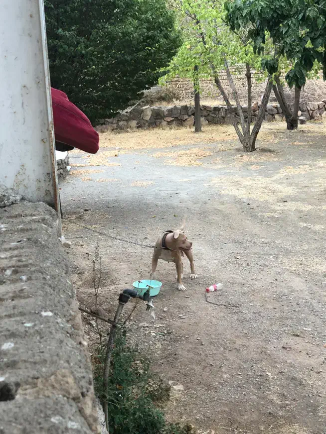 پیتبول ماده|سگ|کرج, باغستان|دیوار