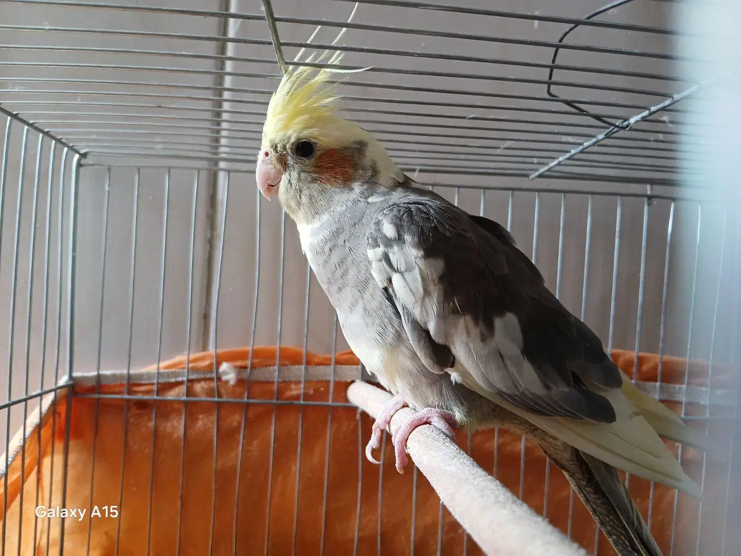 عروس هلندی|پرنده|قم, انسجام|دیوار