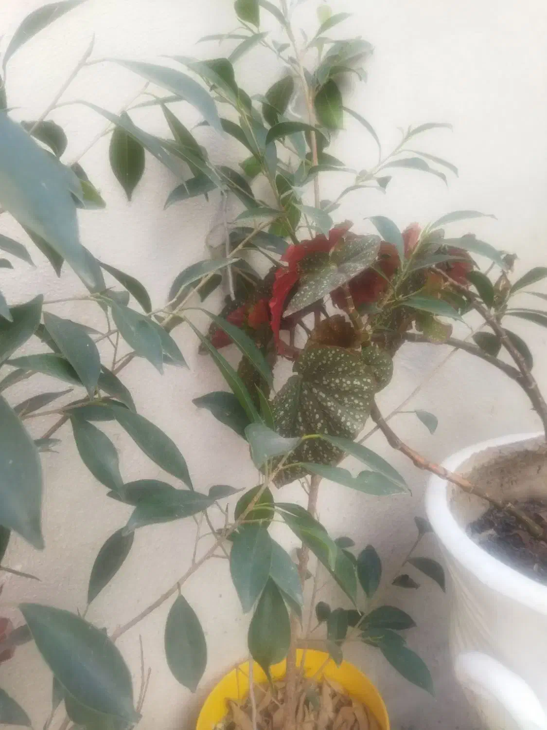 گل طبیعی|گل و گیاه طبیعی|اردبیل, |دیوار