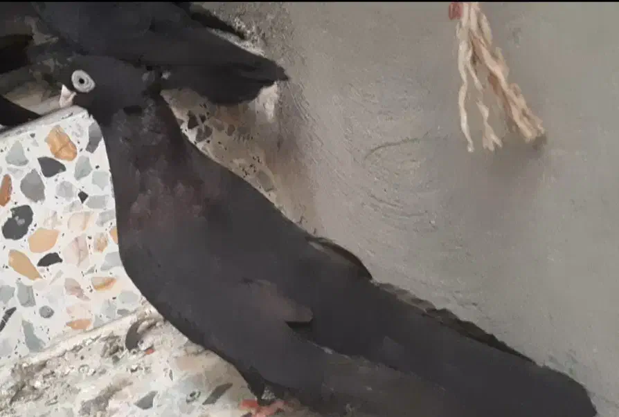 سیاه واکسی|پرنده|مسجد سلیمان, |دیوار