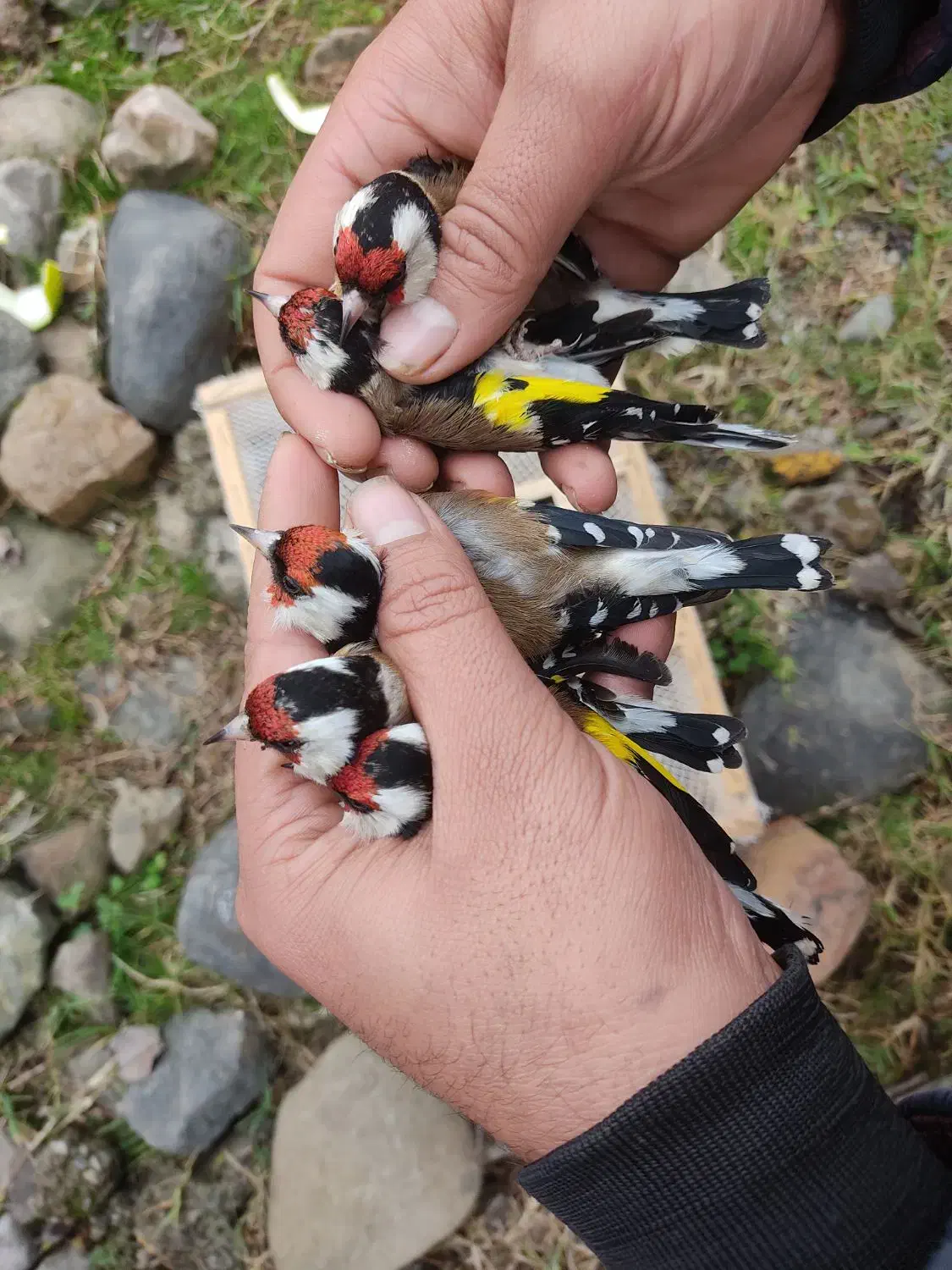 سهره نروماده|پرنده|رشت, رشتیان|دیوار