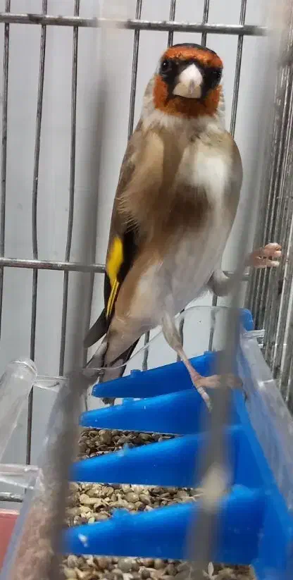 سهره جوجه و (جفتی )|پرنده|تهران, خاوران|دیوار