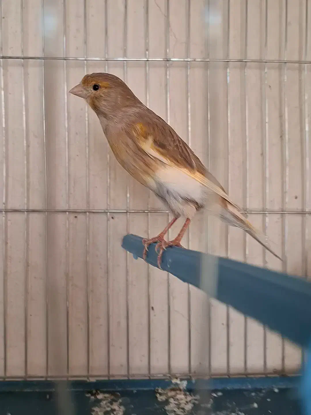 دوعدد ماده قناری ابلغ اهویی جفت خور سهره|پرنده|شیراز, پودنک|دیوار