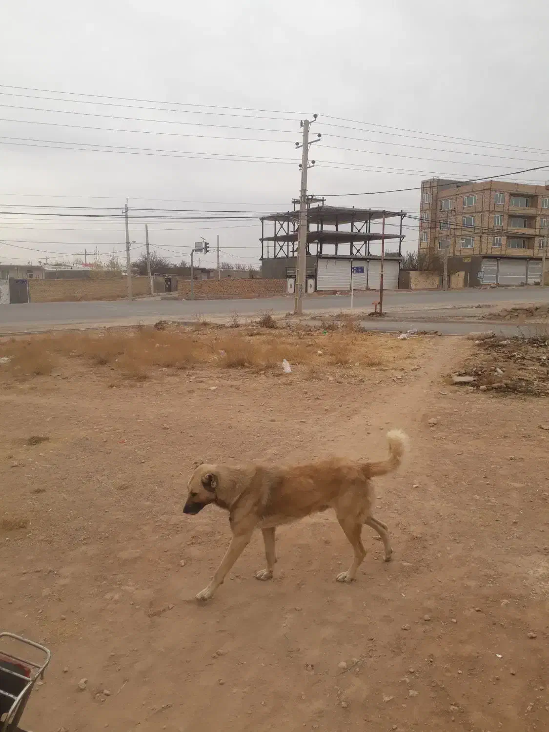 واگذاری سگ|سگ|سجاس رود, |دیوار