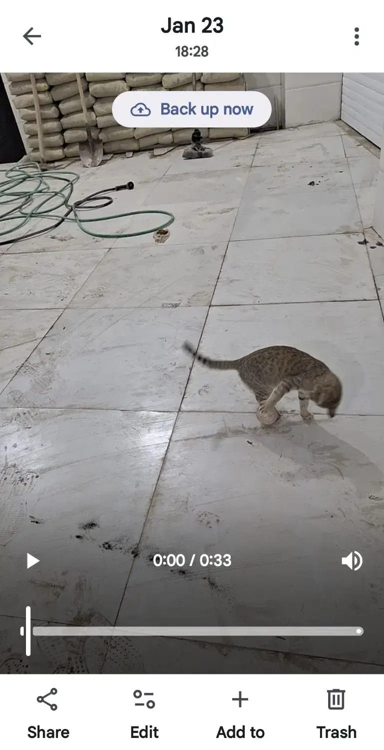 گربه فوتبالست|گربه|اسلام‌شهر, شهرک مفیدی|دیوار