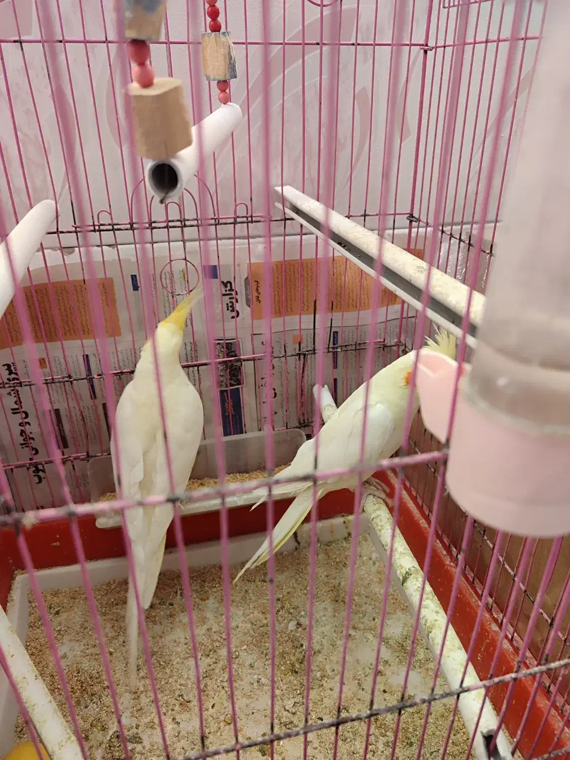 عروس هلندی دو عدد|پرنده|تهران, مسعودیه|دیوار