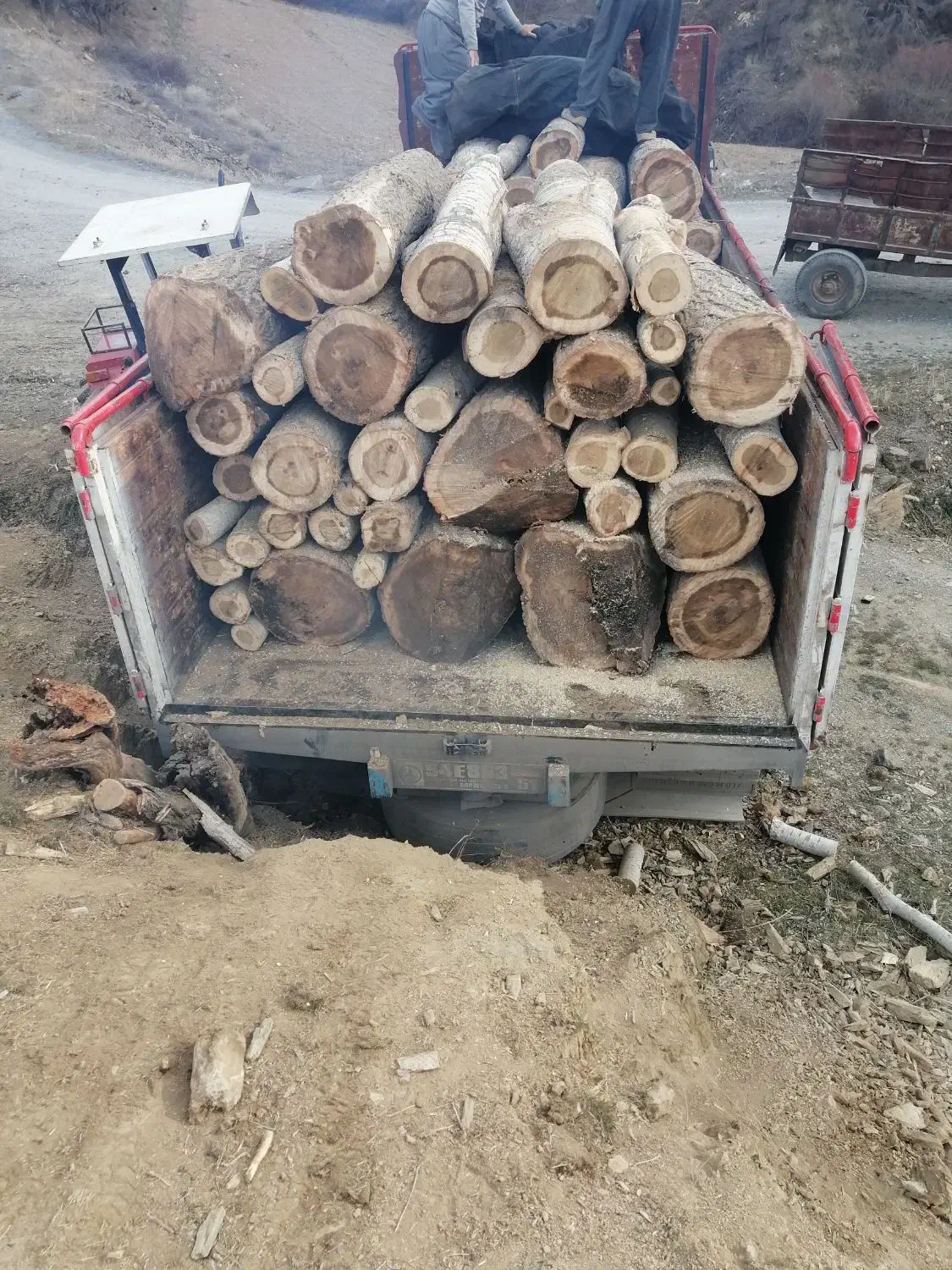 خرید چوب|خدمات باغبانی و درختکاری|سنندج, |دیوار