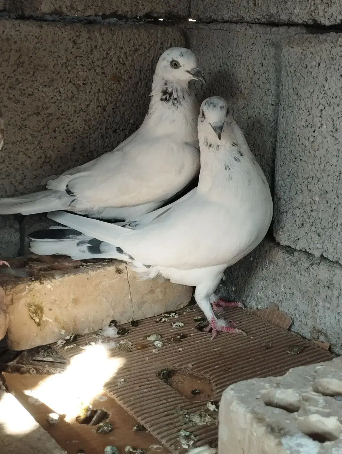 کفتر طوقی پرنده|پرنده|جیرفت, |دیوار