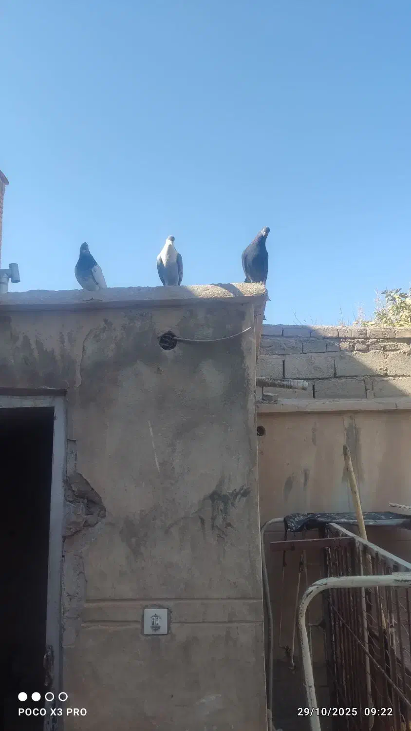 فروش ۱۱ کبوتر مجموعه کامل|پرنده|کرمان, |دیوار
