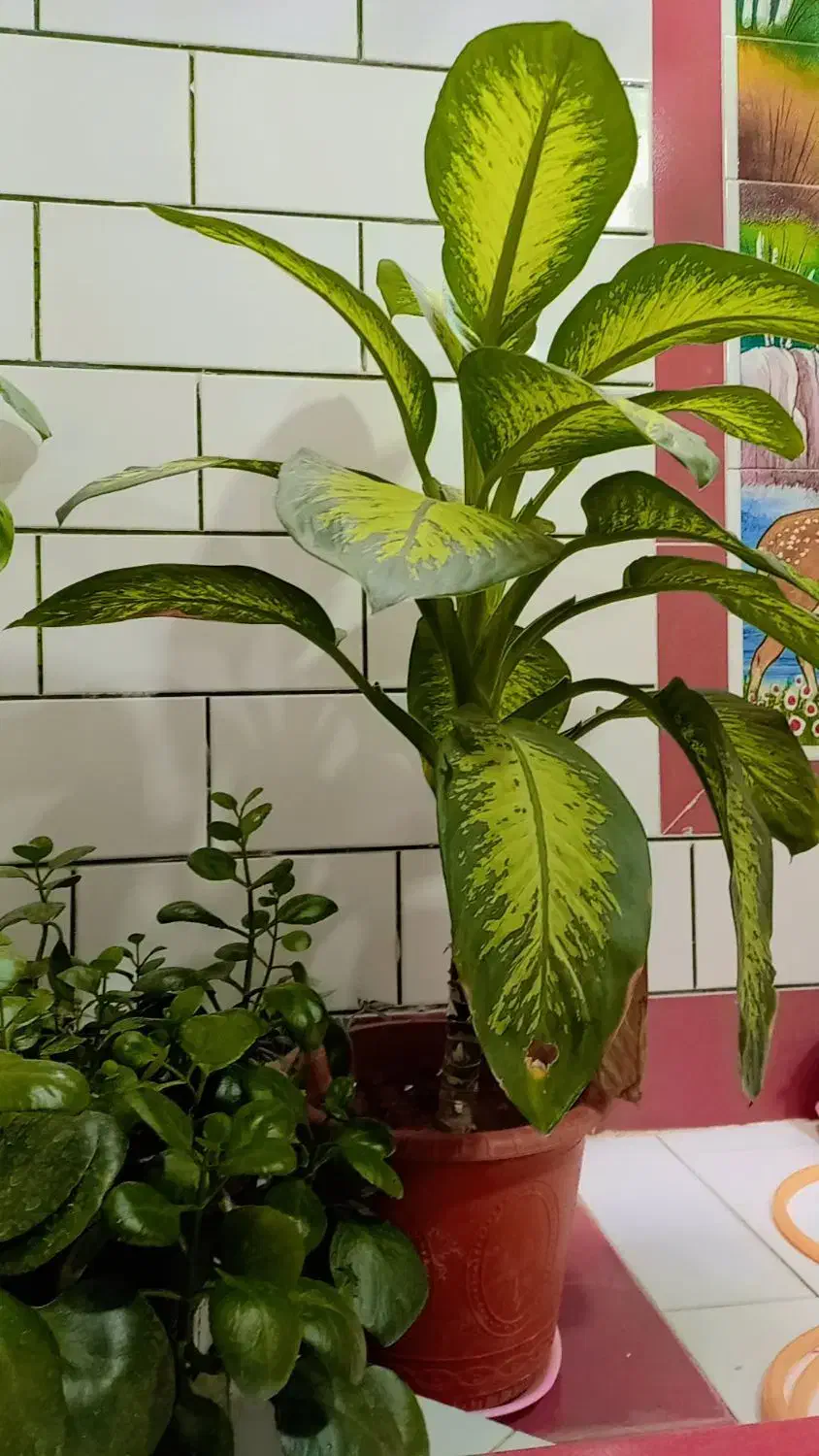 گل خانگی|گل و گیاه طبیعی|مارگون, |دیوار