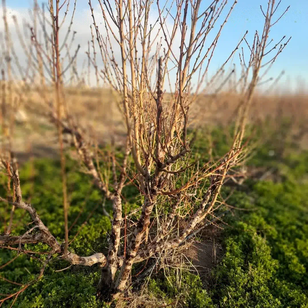 باغچه با میوه های صادراتی|فروش دفتر صنعتی، کشاورزی، تجاری|نوشین شهر, |دیوار