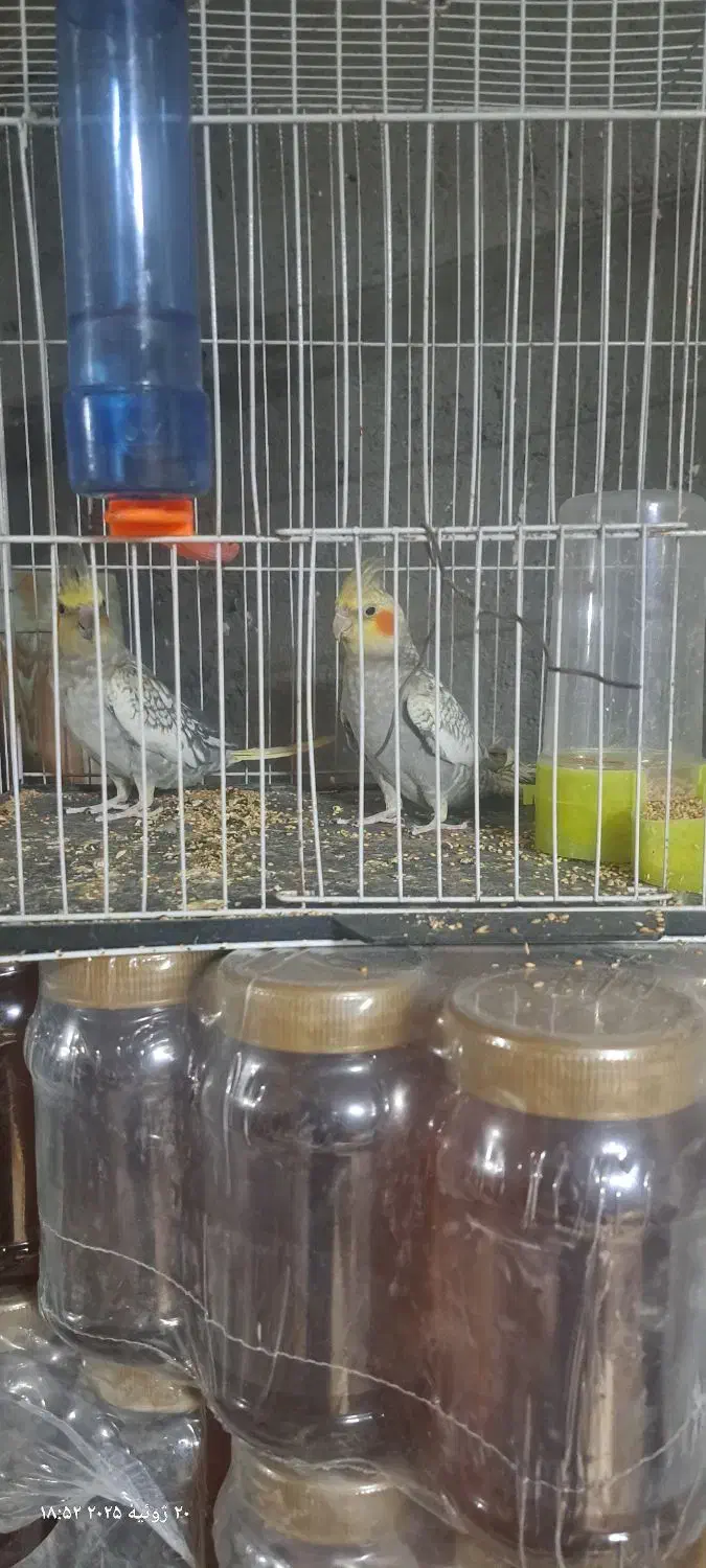 عروس هلندی پرو بال صاف|پرنده|مشهد, آزادشهر|دیوار