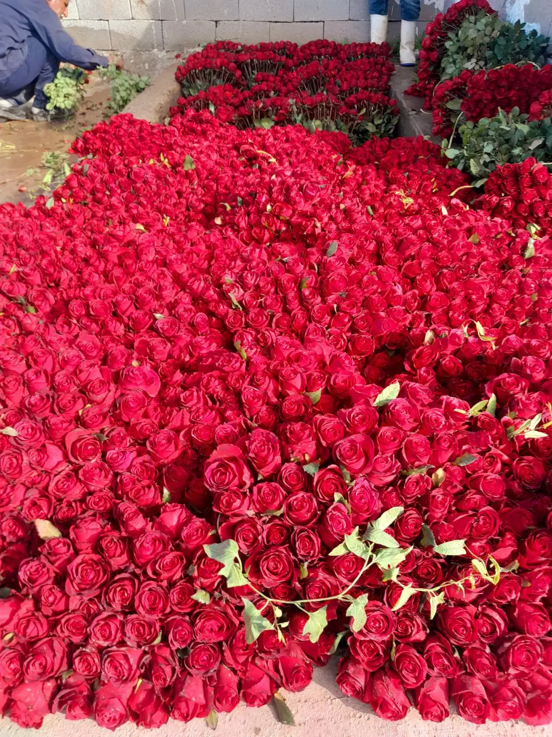 گل رز|گل و گیاه طبیعی|دزفول, |دیوار