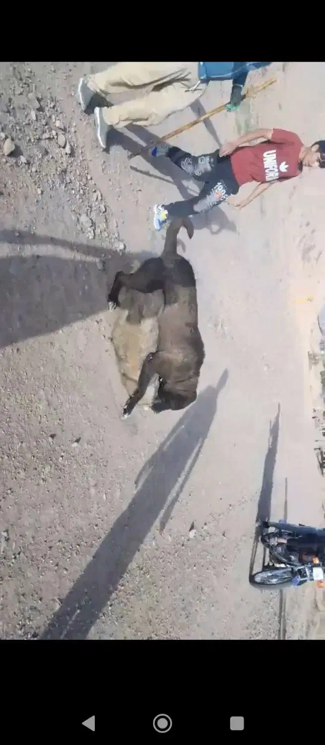 سگ فروشی|سگ|سرولایت, |دیوار