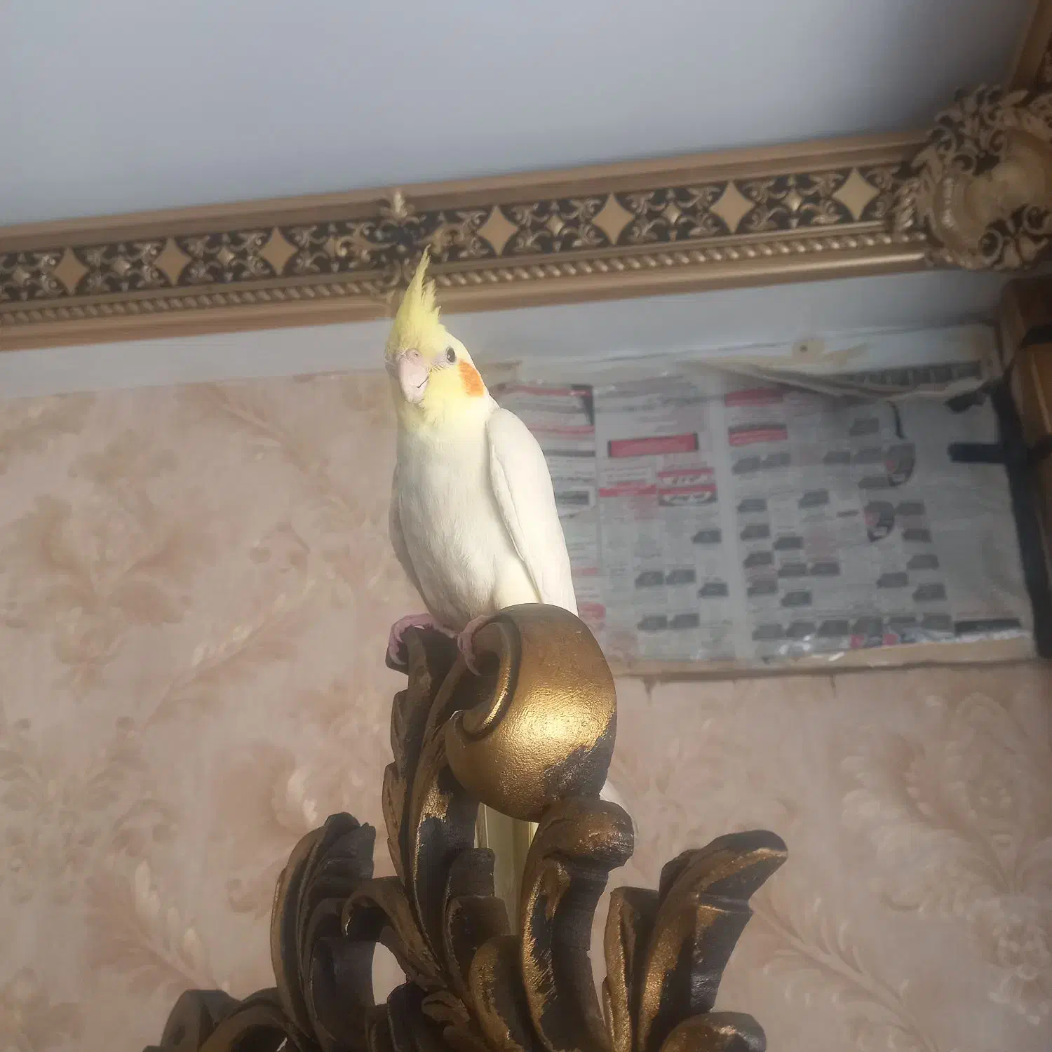 عروس هلندی نر ۳ ماهه|پرنده|هشتگرد, فاز ۷ مهستان|دیوار