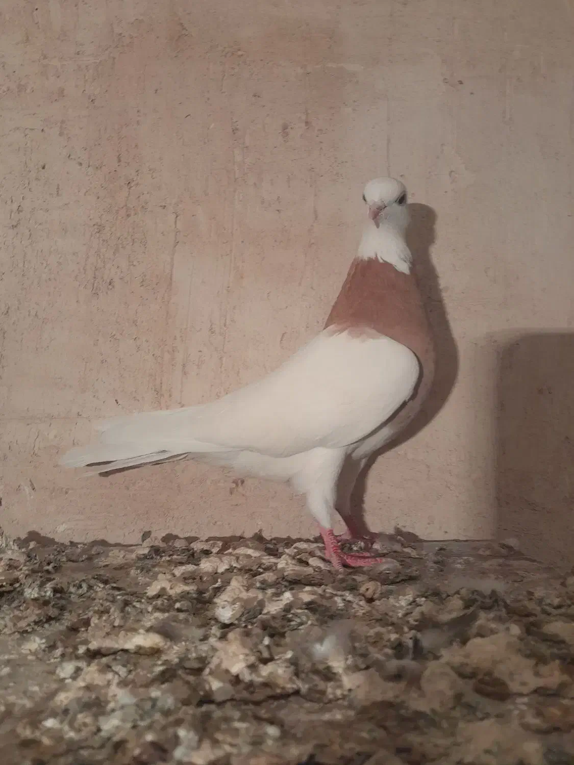 کبوتر طوقی|پرنده|شهرضا, |دیوار