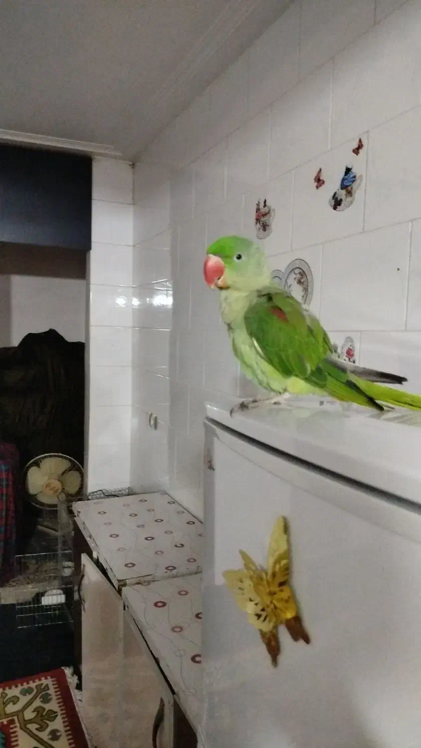 گمشده|حیوانات|آزادشهر, |دیوار