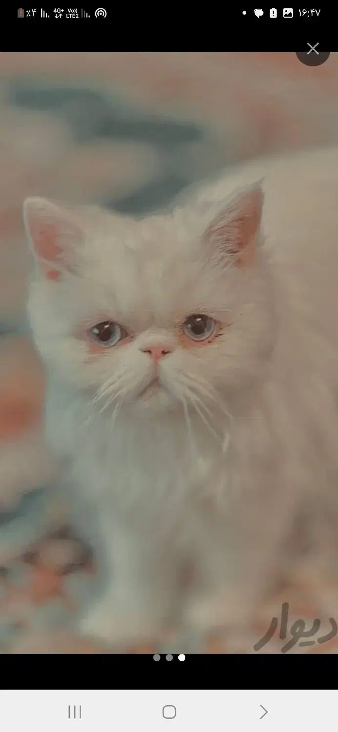 گربه|گربه|قائن, |دیوار