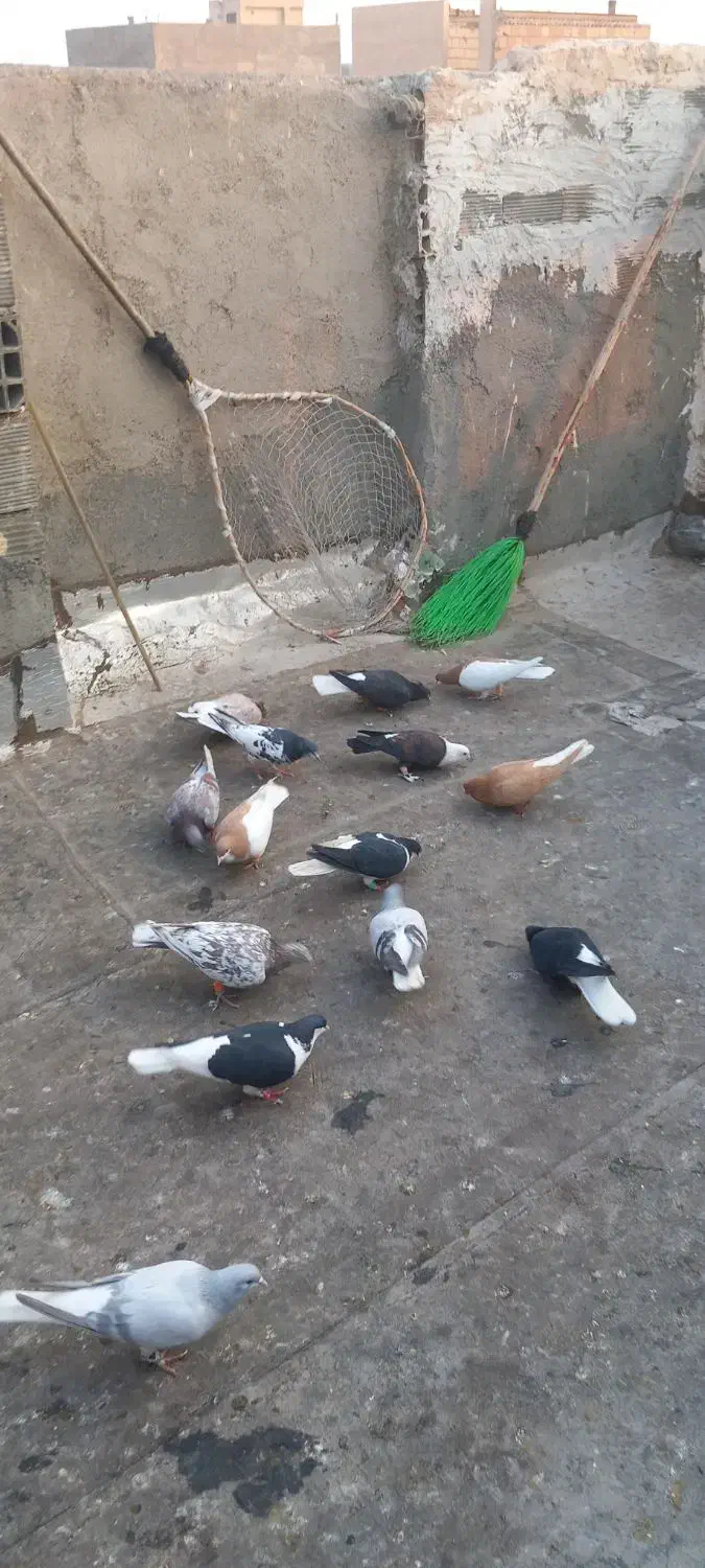 کبوتررنگی دمسفیدچپ ساده چادری قرچک|پرنده|قرچک, مهدیه|دیوار