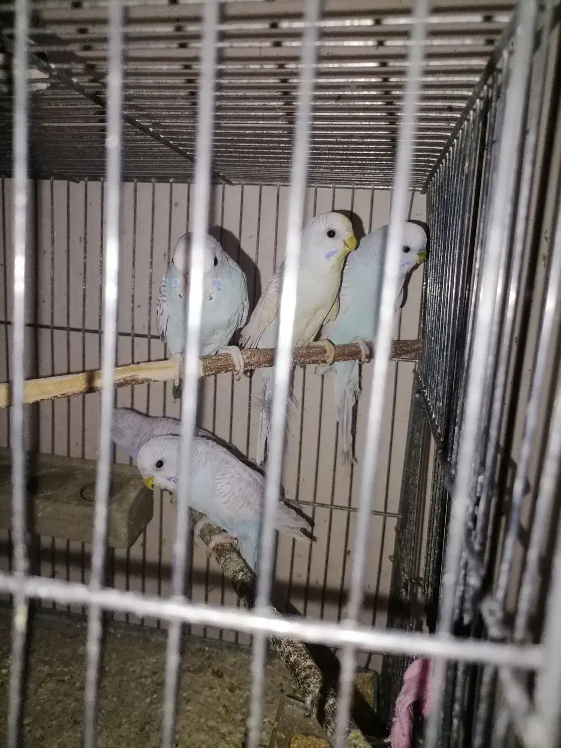 تعدادی مرغ عشق ابروبادی|پرنده|یزد, |دیوار