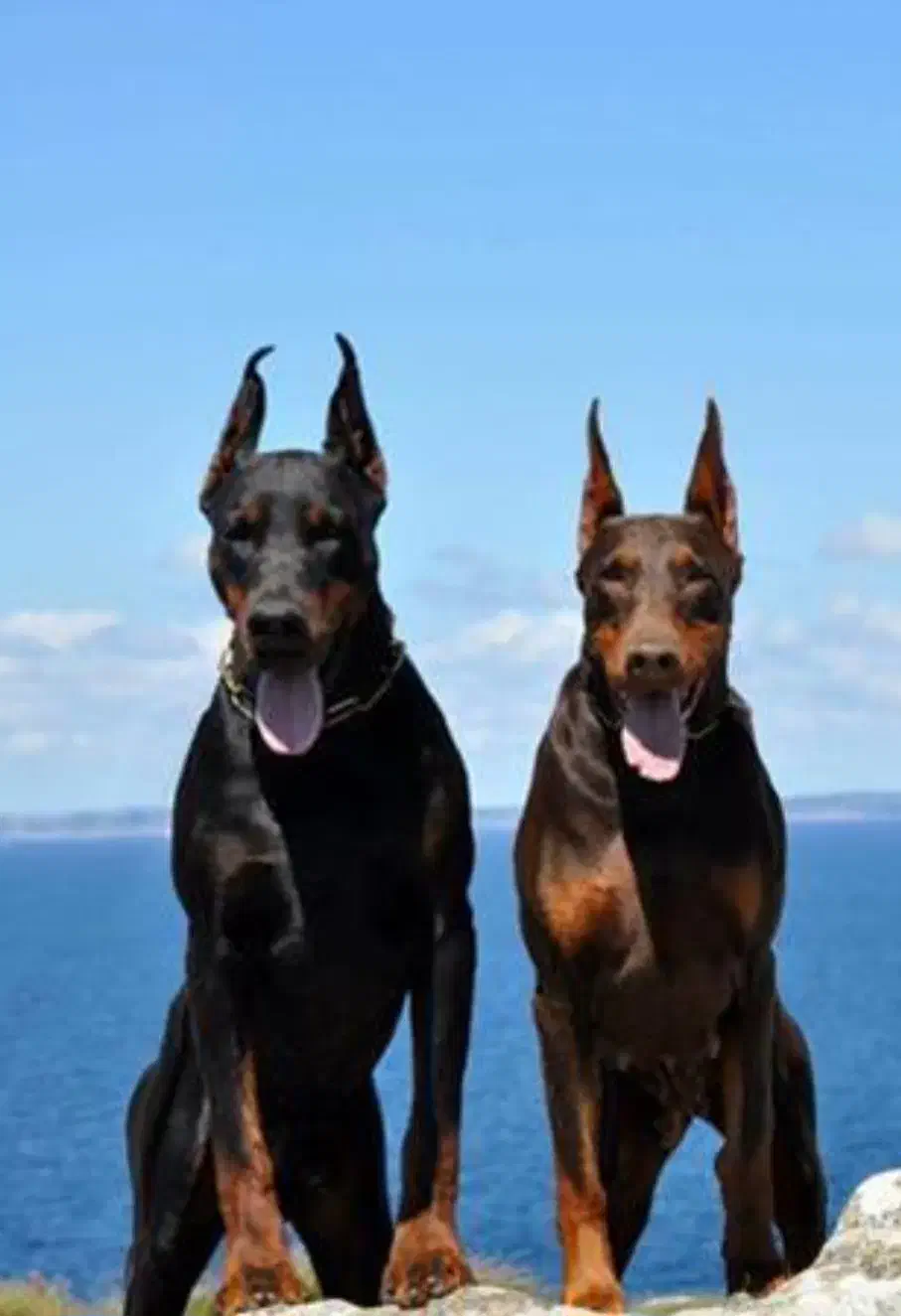 توله سگ دوبرمن( پینچر)|سگ|کاشان, شهرک فرهنگیان|دیوار