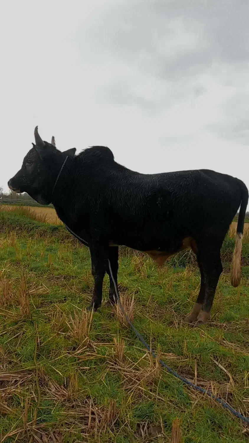 ورزا کوله چالوسی|حیوانات مزرعه|رشت, سعدی (تختی)|دیوار