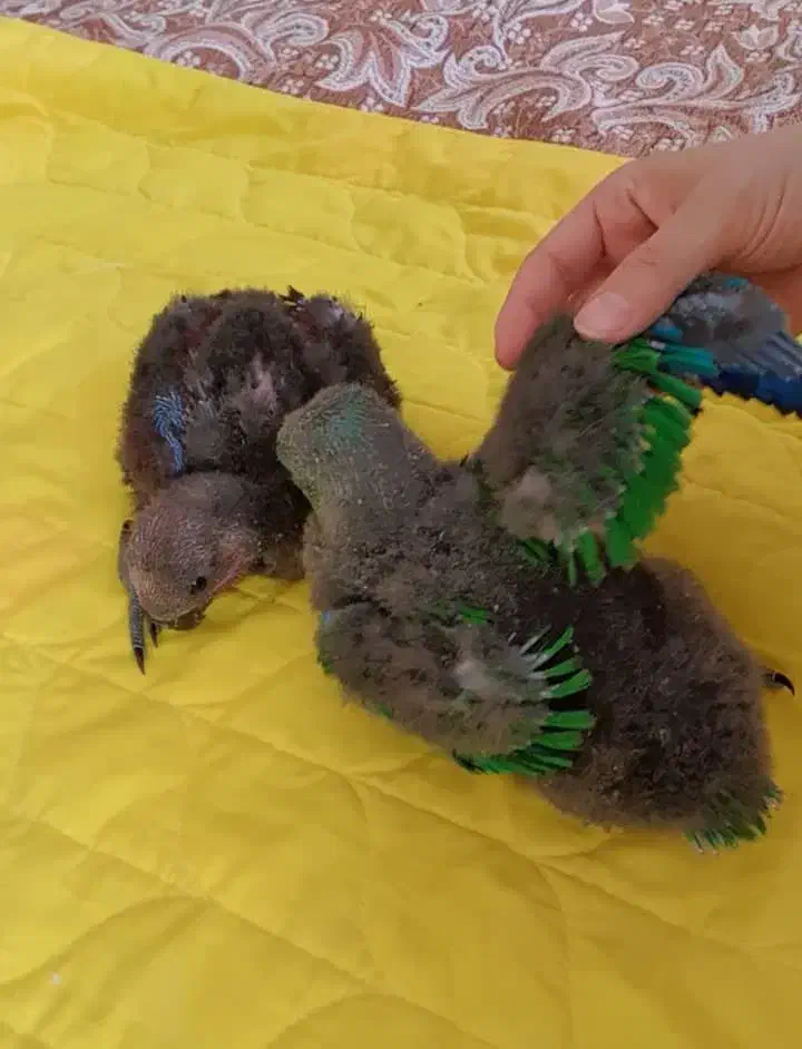 جوجه اکلکتوس نر و ماده سرلاکی|پرنده|تهران, مولوی|دیوار