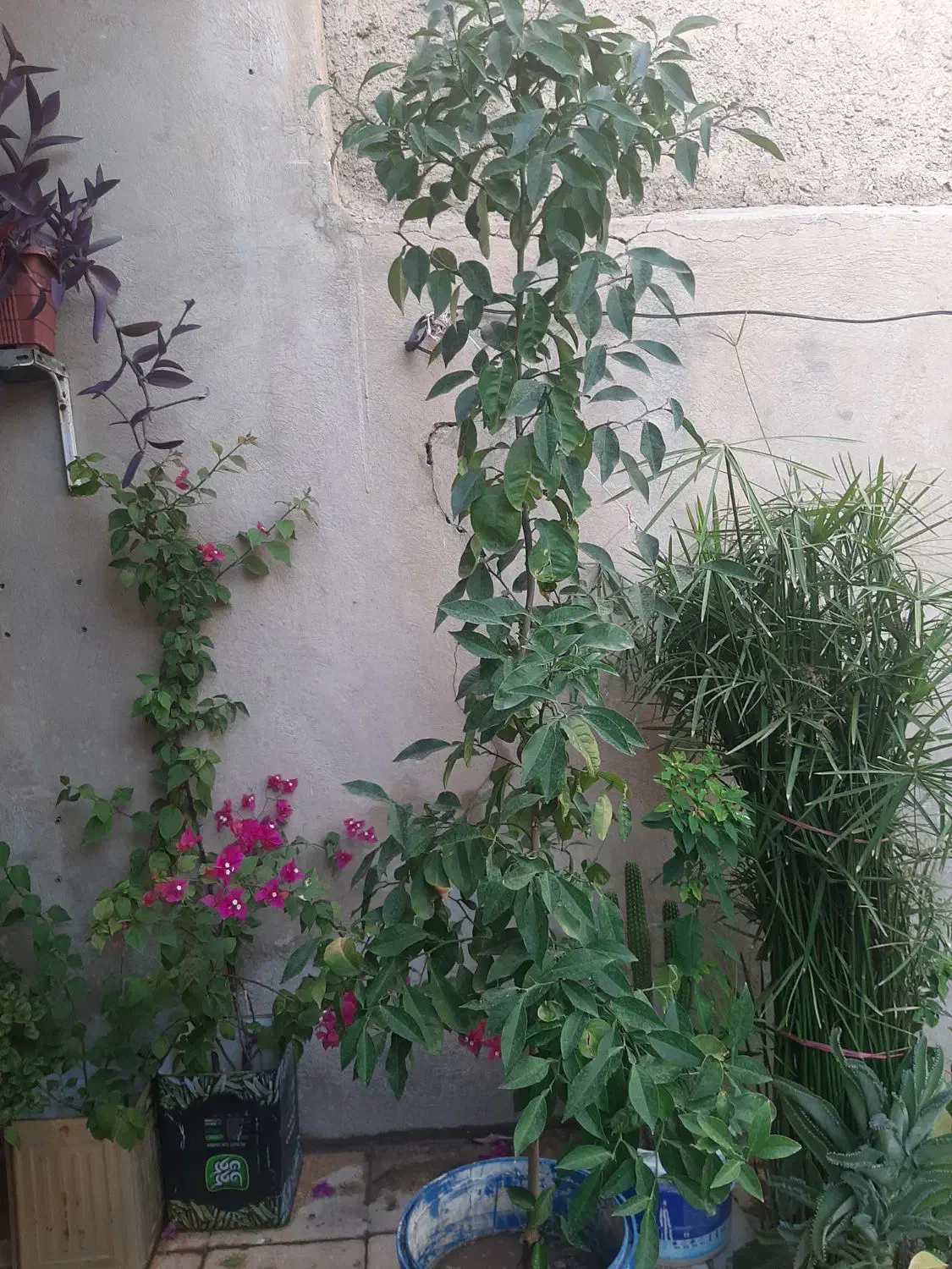 شمشاد|گل و گیاه طبیعی|شیراز, دارالرحمه|دیوار