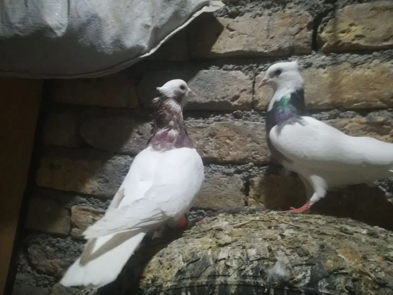 کفتر بوم  پرشی و جفتگاه|پرنده|چناران, |دیوار