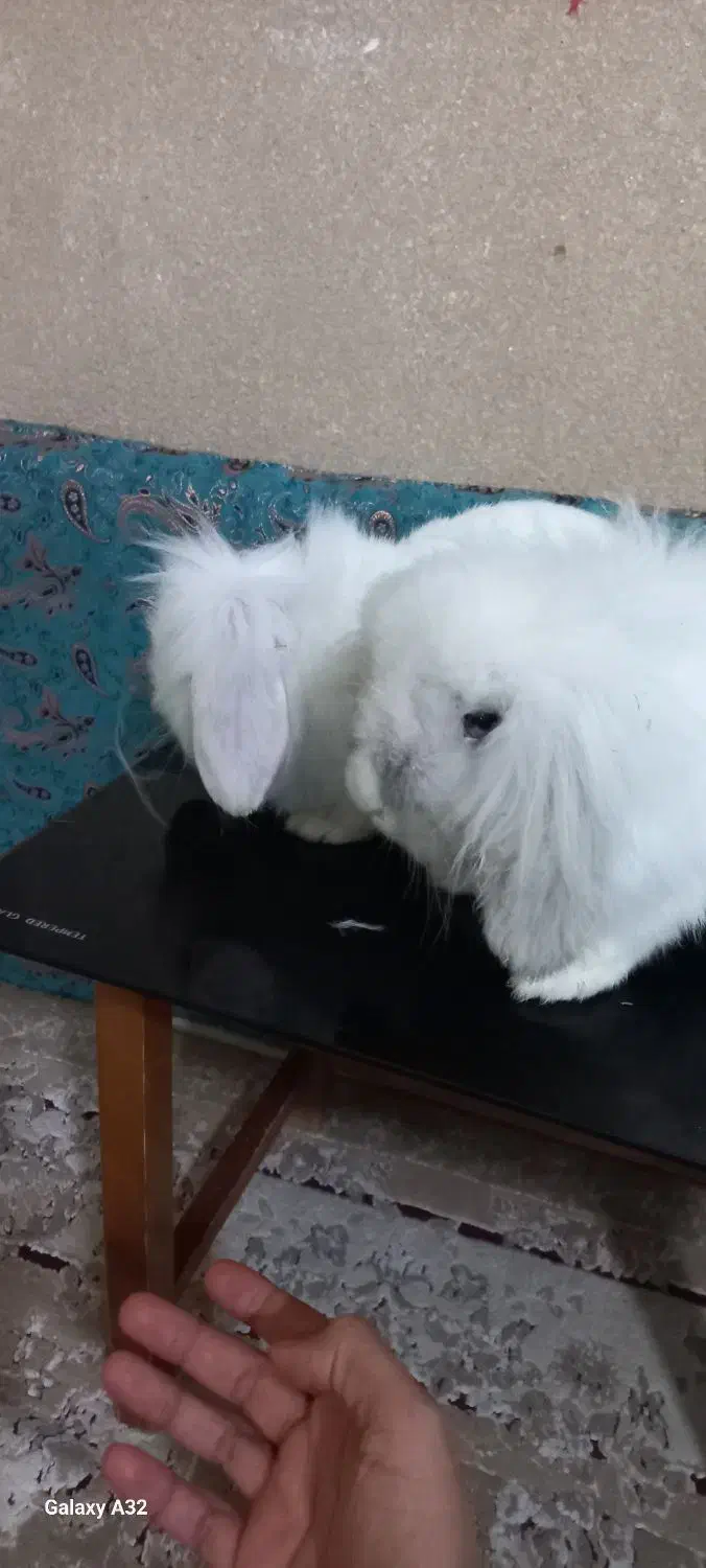 یه جفت خرگوش لوپ هلندی واکسن زده|موش و خرگوش|پرند, فاز ۵|دیوار