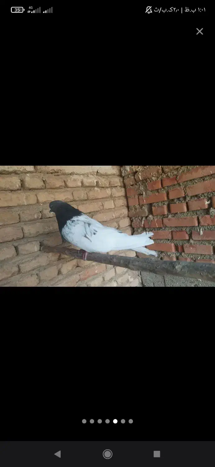 کبوتر کله ای|پرنده|لیلان, |دیوار