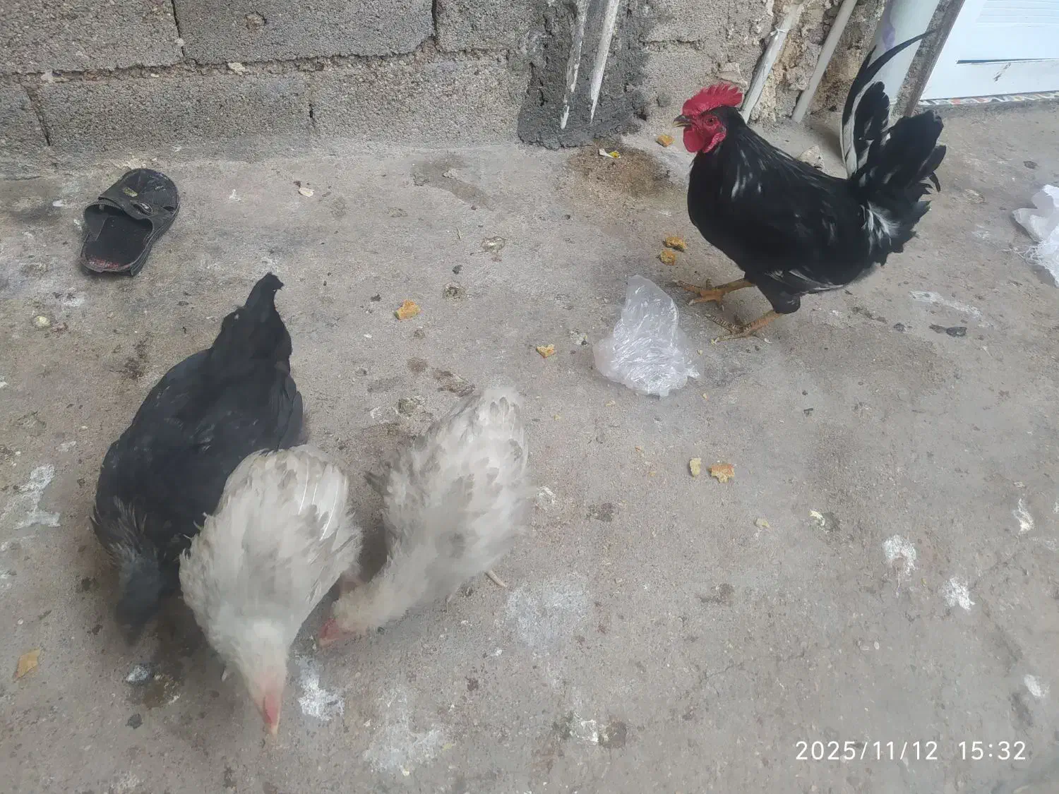 مرغ وخروس|حیوانات مزرعه|شوشتر, |دیوار