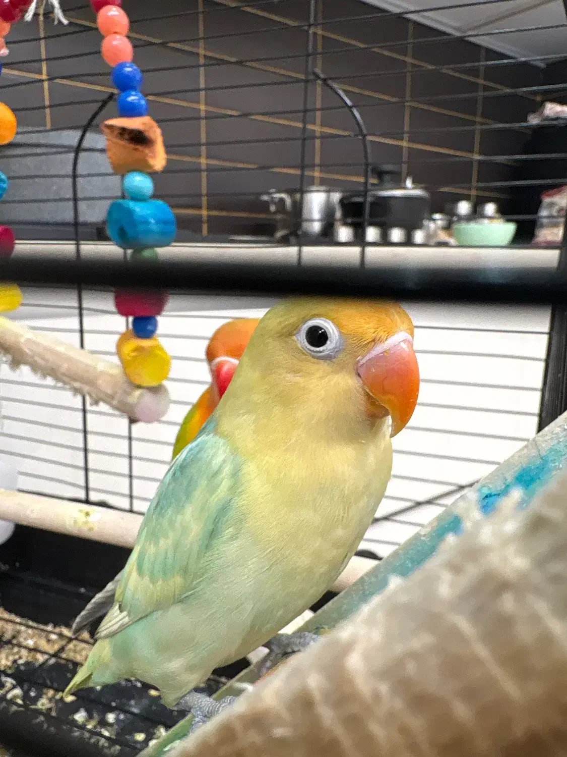 طوطی برزیلی پاربلو|پرنده|تهران, الهیه|دیوار