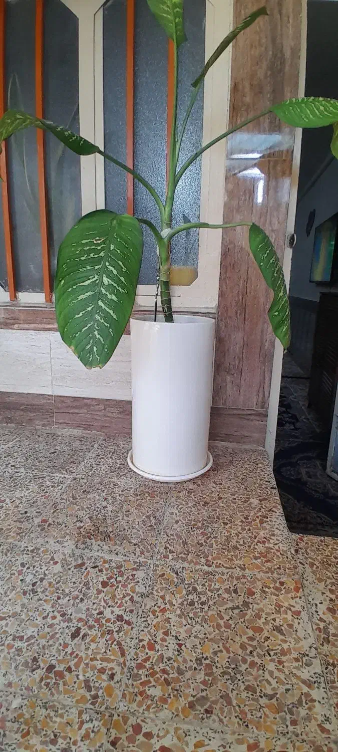 گل دیفن|گل و گیاه طبیعی|اندیمشک, |دیوار