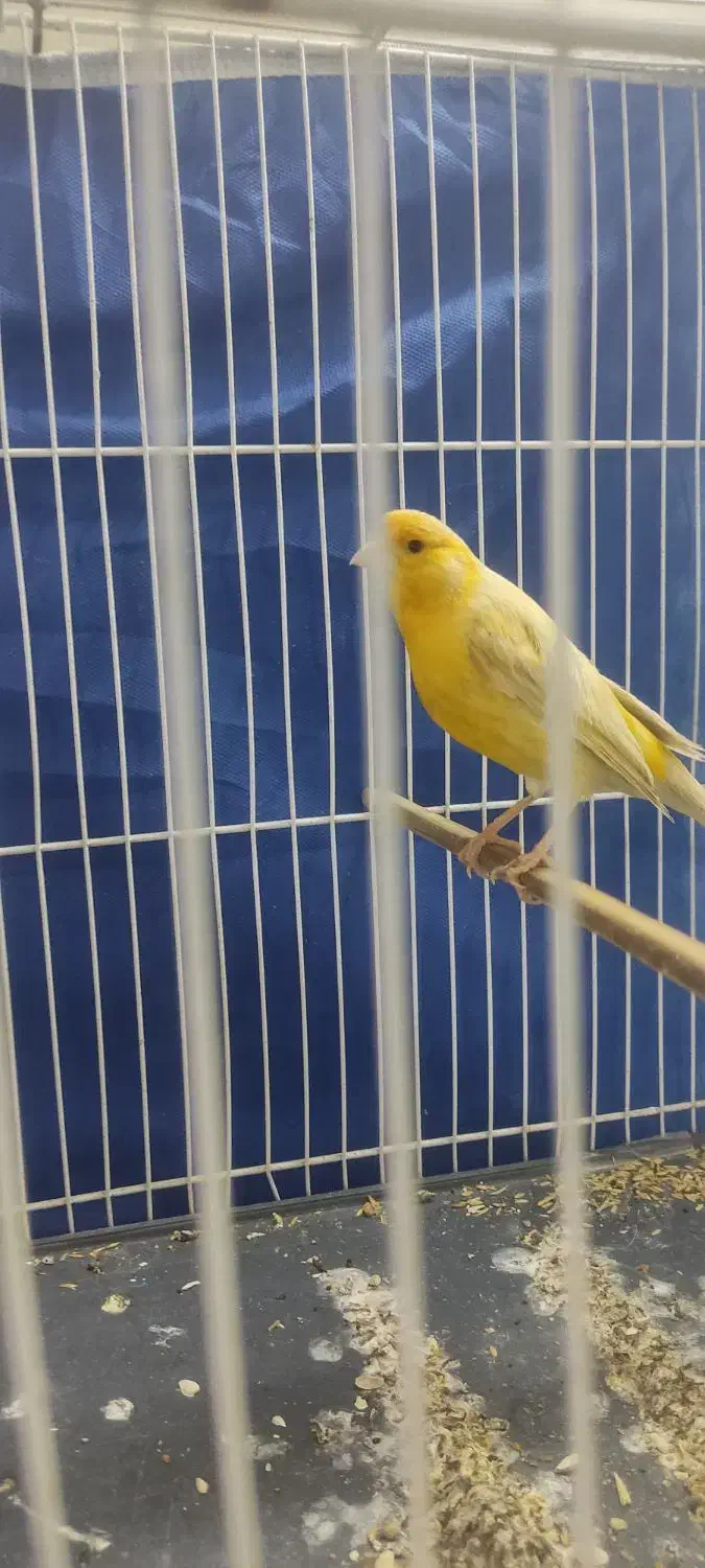 قناری زیتونی نر مست دهن سهره|پرنده|مشهد, تلگرد|دیوار