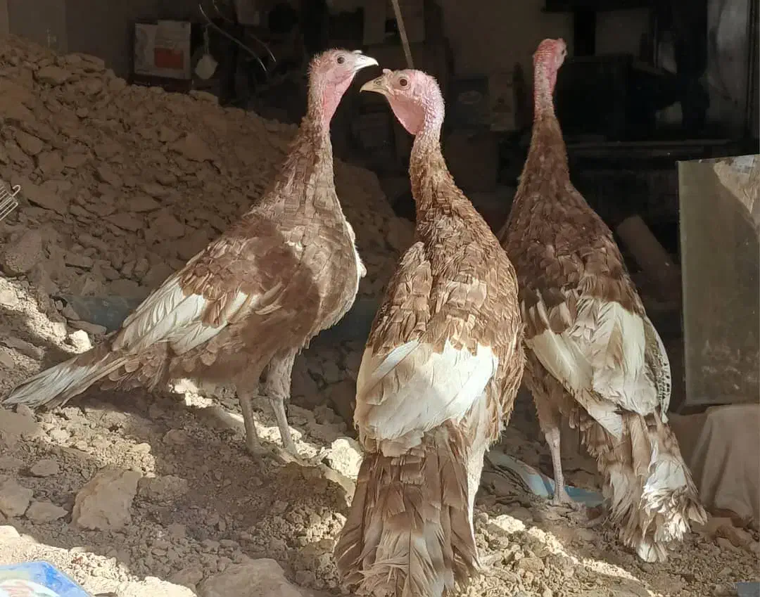 ۳ عدد بربون جوان|حیوانات مزرعه|لنجان, |دیوار