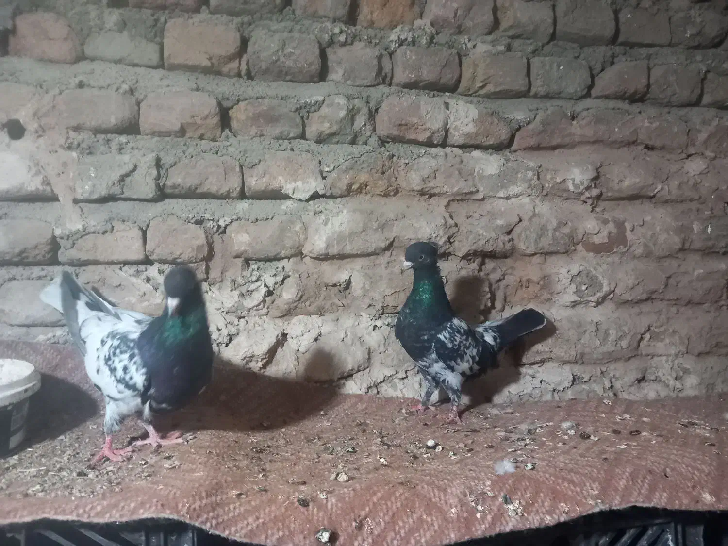 کبوتر  کله و کله دم|پرنده|گالیکش, |دیوار