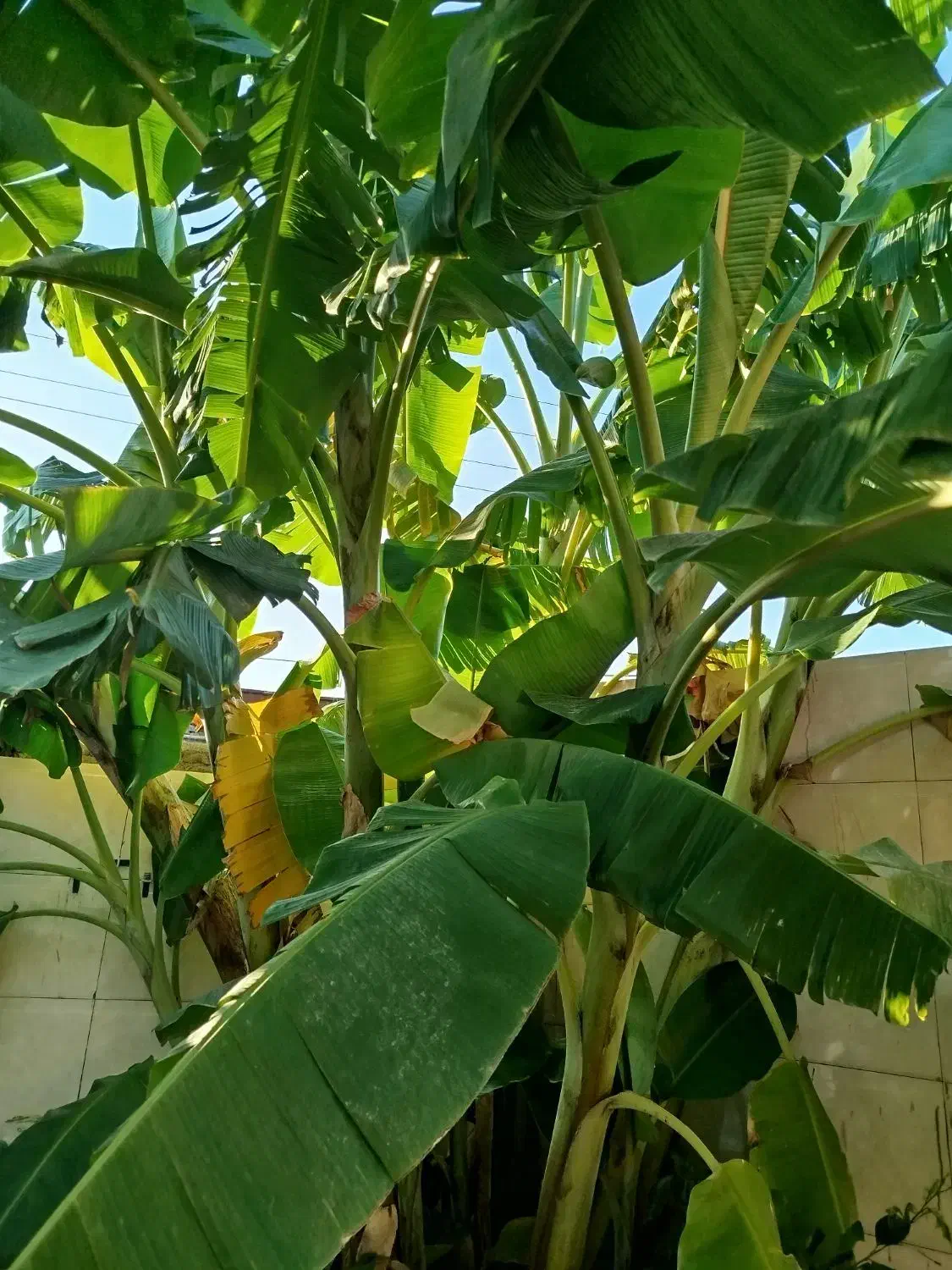 نهال موز خارجی|گل و گیاه طبیعی|فاضل آباد, |دیوار