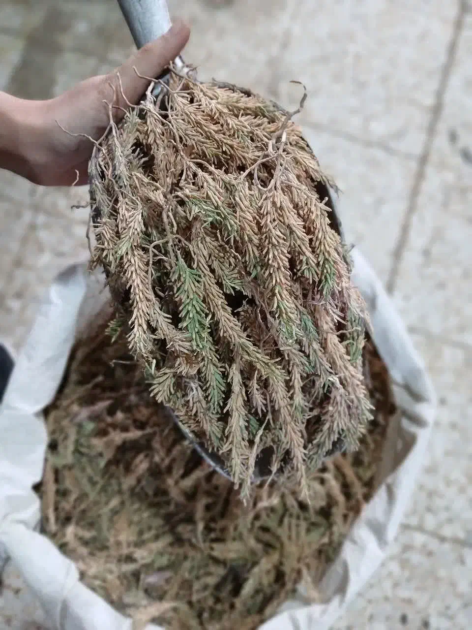 عفونت  . گیاهی . لیابل . مشاور|آرایشی، بهداشتی، درمانی|بندرعباس, |دیوار