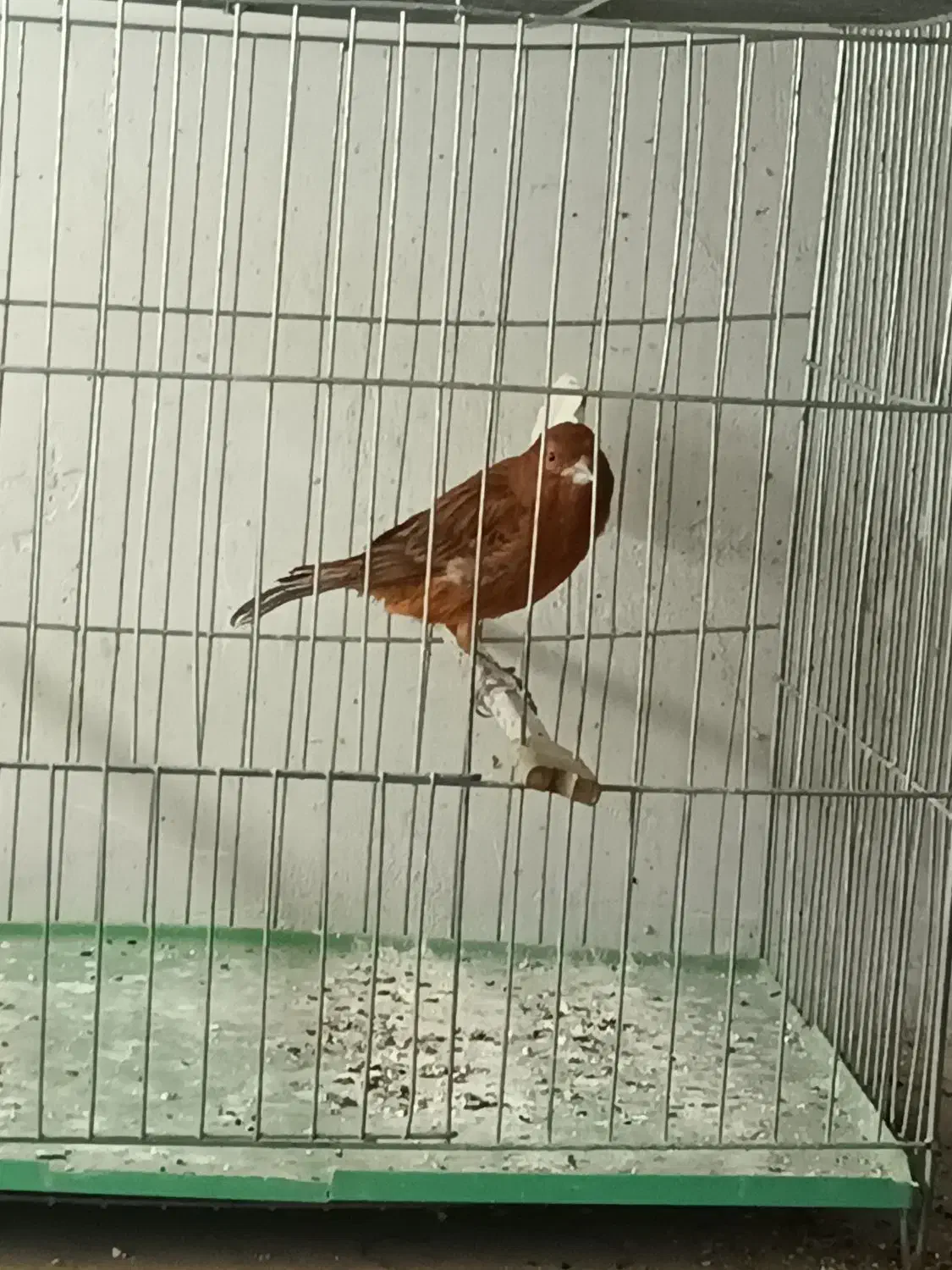 قناری نر|پرنده|نسیمشهر, |دیوار